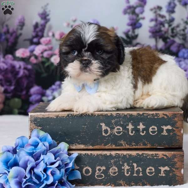 Roscoe, Shih Tzu Puppy
